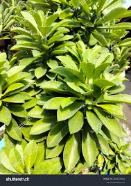 Image result for Euphorbia grantii