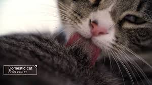 Why do cats stick out their tongue? Ever Wondered Why Your Cat S Tongue Feels Like Sandpaper Pbs Newshour