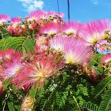 Image result for Albizia