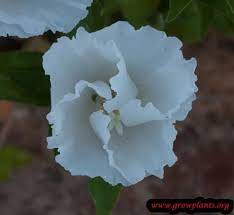 Godetia White Flower White Flowers Flowers Growing