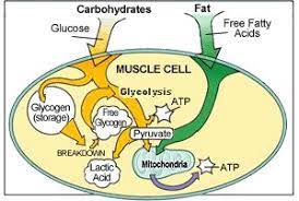 Carbohydrates play an integral role in our diet. Dangers Of The Low Carb Diet The Crest Fitness Club