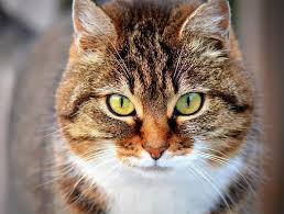 In cats, an underactive thyroid is extremely rare. Cat Hyperthyroidism 4 Therapeutic Options To Manage