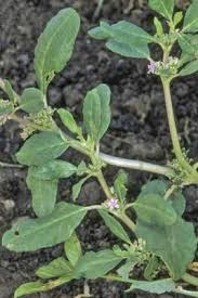 Image result for Zaleya