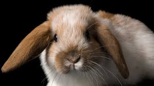 Where is the best place to buy bunnies? Neuter The Bunny The New Yorker