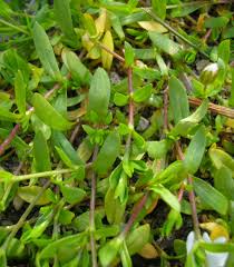 Image result for Krauseola