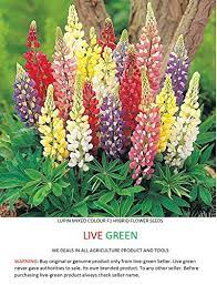 There are over 200 wild species of lupine, and most are north american natives. Lupin Flower F1 Hybrid Seeds Live Green Amazon In Garden Outdoors
