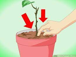 How To Propagate Hibiscus With Pictures Hibiscus Hibiscus Plant Propagation