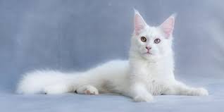 Ras ini dipercayai nenek moyangnya berasal dari ras anggora dan kucing hutan norwegia. Gampang Rontok Ini Tips Rawat Kucing Maine Coon Biar Cantiknya Tetap Paripurna Merdeka Com