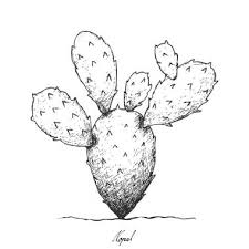 Cacti group with place for text. Prickly Cactus Free Vector Eps Cdr Ai Svg Vector Illustration Graphic Art