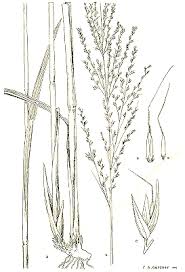 Image result for Arundinella nepalensis