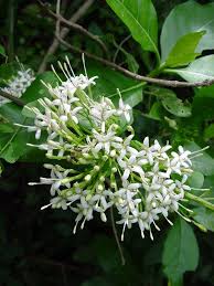 Image result for Pavetta