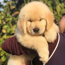 Welcome to new jersey pine barrens golden retriever club. Available Golden Retriever Puppies For Free Adoption Facebook