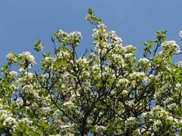 Maybe you would like to learn more about one of these? Types Of Flowering Trees With Pictures For Easy Identification