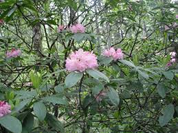 Image result for Rhododendron