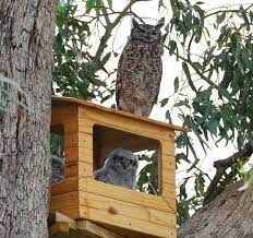 Eagle Barn Owl Houses For Sale Other Gumtree South Africa Bird Houses Diy Owl House Bird House Plans