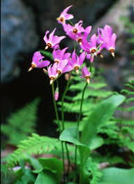 Native flower company is the premier source for flowers in salt lake city including floral delivery. Shooting Star Grow Native