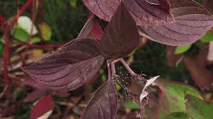 Image result for Cornaceae