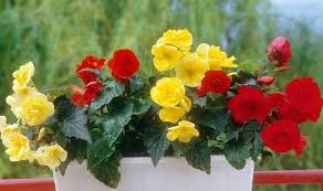 Upright types with large flowers benefit from being staked. Going Big On Begonias Alan Titchmarsh Columnists Comment Express Co Uk