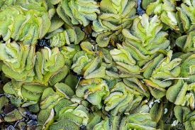 Image result for Salvinia hastata