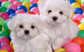 Lancaster puppies advertises puppies for sale in pa, as well as ohio, indiana, new york and other states. Two White Shih Tzu Puppies Hd Wallpaper Wallpaper Flare
