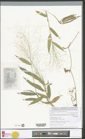 Image result for Isachne buettneri