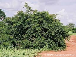 Image result for Combretum