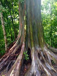 Research has shown that it can decrease mucus and expand the bronchi and bronchioles of. Rainbow Eucalyptus Tree See Rainbow Trees On Maui Tour