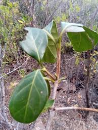 Image result for Pyrostria