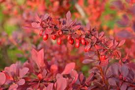 Image result for Berberis
