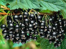 We did not find results for: Economic Cooperative Buy Wholesale Blackcurrant Plants Directly From The Nursery