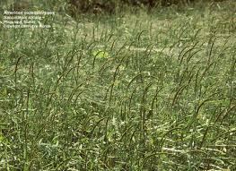 Image result for Sacciolepis indica