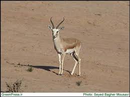 images?q=tbn:ANd9GcSU1U0wDeftjh-1lO-heDrLY7QMd1OEP9MIlMTYCr94PXrryvJQ