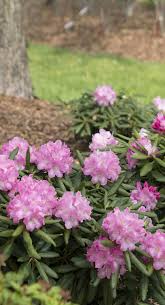 Dandy Man Pink Rhododendron X Landscape Decor Diy Rhododendron Pink Plant