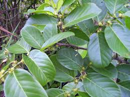 Image result for Bridelia micrantha