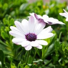 Maybe you would like to learn more about one of these? African Daisy White Osteospermum Ecklonis Seeds Happy Green Shop