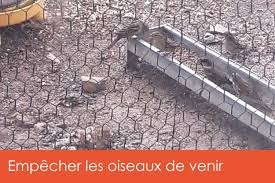 Son nettoyage doit se faire tous les matins au moment de récupérer les œufs frais. Comment Empecher Les Oiseaux De Venir Dans Le Poulailler Monpoulailler