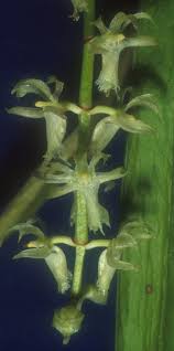 Image result for Diaphananthe