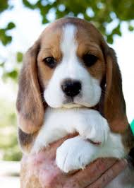 Adorable Cute Beagle Puppy In Hands Cute Animals Cute Beagles Baby Animals