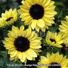 Cara menanam bunga matahari paling lengkap untuk pemula, terbukti hasilkan panen taukah dulur ? Benih Bunga Matahari Texas Lemon Panah Merah East West Seed Lazada Indonesia