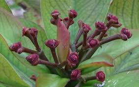 Image result for Euphorbia umbellata
