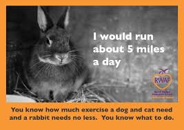 Check spelling or type a new query. Think You Want A Rabbit Rabbit Welfare Association Fund Rwaf