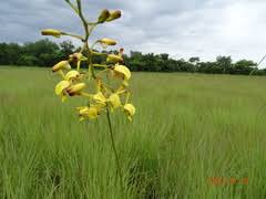 Image result for Eulophia angolensis