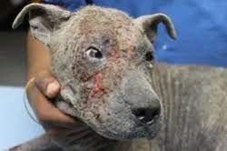 Demodex Mange | Veterinarian in MONTGOMERY, AL | Animal Hospital of  Montgomery