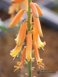 Check spelling or type a new query. Aloe Vera Orange Flower A Barbadensis
