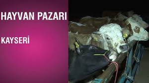 Hayvan Pazari Kayseri 06 03 2019 Youtube