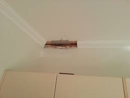 Subterranean termites build termite tubes or tunnels to locate a steady source of food, which is when the tubes are on the ceiling, chances are they have invaded the attic where they could be. Is The Sunshine Coast Prone To Termites Wildman Building Pest Inspections
