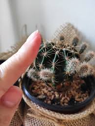Disinfect it and your finger around the barb with an alcohol. Diy Gardening Tips How To Remove Cactus Needles Embedded In Skin Homify