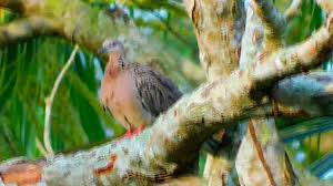 Download the best hd and ultra hd wallpapers for free. Redhawi Back To Nature Burung Terkukur Facebook
