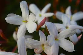 Image result for Jasminum schimperi