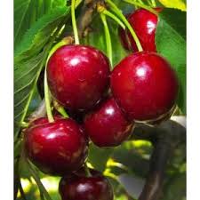 Online Orchards Van Cherry Tree Bare Root Ftch004 Fruit Plants Sweet Cherries Growing Fruit